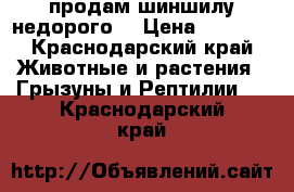 продам шиншилу недорого. › Цена ­ 5 000 - Краснодарский край Животные и растения » Грызуны и Рептилии   . Краснодарский край